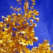 Ginkgo Tree Ginkgo Bilboa Art Print