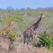 Giraffe Family On Safari Art Print