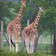 Giraffes In The Rain Art Print