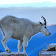 Glacier Mountain Goat Art Print