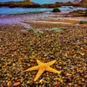 Glass Beach Starfish Art Print