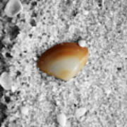 Golden Brown Sea Shell In Fine Wet Sand Macro Square Format Color Splash Black And White Art Print