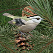 Golden Crowned Kinglet Art Print