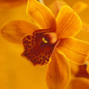 Golden Cymbidian Orchid Art Print