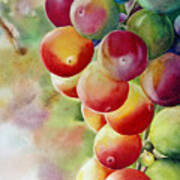 Golden Grapes Art Print