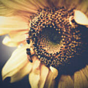 Golden Honey Bees And Sunflower Art Print