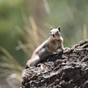 Golden Mantled Ground Squirrel Art Print