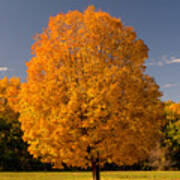 Golden Tree Of Autumn Art Print