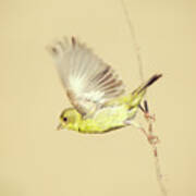 Goldfinch Flying Off Art Print