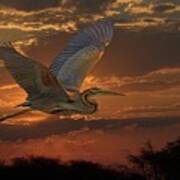 Goliath Heron At Sunset Art Print