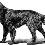 Gordon Setter Dog Engraving Art Print
