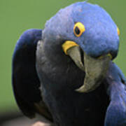 Gorgeous Close Up Of The Face Of A Hyacinth Macaw Art Print