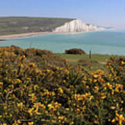 Gorse And Seven Sisters Art Print