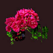 Graceful Geraniums Art Print