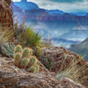 Grand Canyon Cactus Art Print