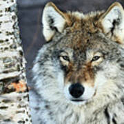 Gray Wolf Portrait Art Print