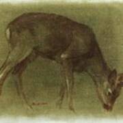 Grazing Roe Deer Oil Painting Art Print