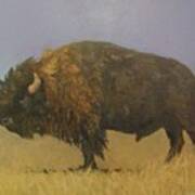 Great American Bison Art Print