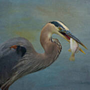 Great Blue Heron And Catch Art Print