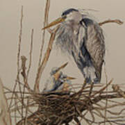 Great Blue Heron And Chicks Art Print