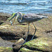 Great Blue Heron Catching A Blue Crab On Chesapeake Bay Art Print