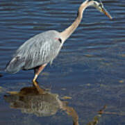 Great Blue Heron - Fishing For Midday Meal Art Print