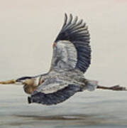 Great Blue Heron Flying Art Print