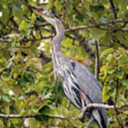 Great Blue Heron In A Tree Art Print