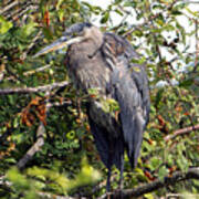 Great Blue Heron In A Tree Art Print