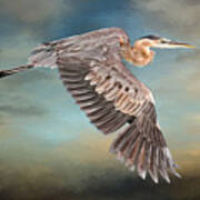 Great Blue Heron In Flight Art Print