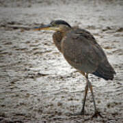 Great Blue Heron In The Snow Art Print