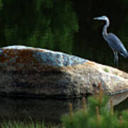 Great Blue Heron Art Print