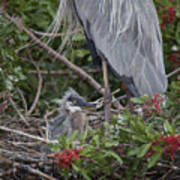 Great Blue Heron Nestling Art Print