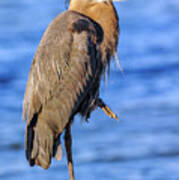 Great Blue Heron On The Chesapeake Bay Art Print