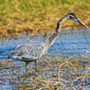 Great Blue Heron On The Hunt Art Print