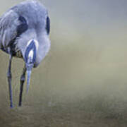 Great Blue Heron Art Print