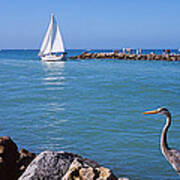 Great Blue Heron Perching On A Rocks Art Print