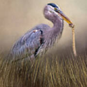 Great Blue Heron With Lunch Art Print