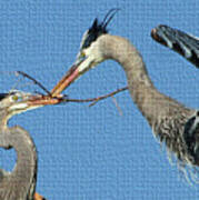 Great Blue Herons Build A Nest Art Print