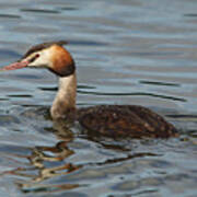 Great Crested Grebe Art Print