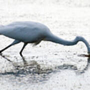 Great Egret Faceplant Art Print