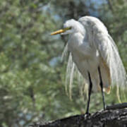 Great Egret Ii Art Print