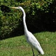 Great Egret In The Neighborhood 1 Art Print