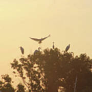 Great Egret Joining Friends Art Print