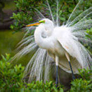 Great Egret Nesting St. Augustine Florida Coastal Bird Nature Art Print