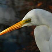 Great Egret Portrait Art Print