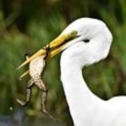 Great Egret With Frog Art Print