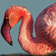 Great Flamingo At Lake Nakuru Art Print