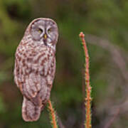 Great Gray Owl Pose Art Print