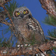 Great Horned Owl Juvenile Art Print